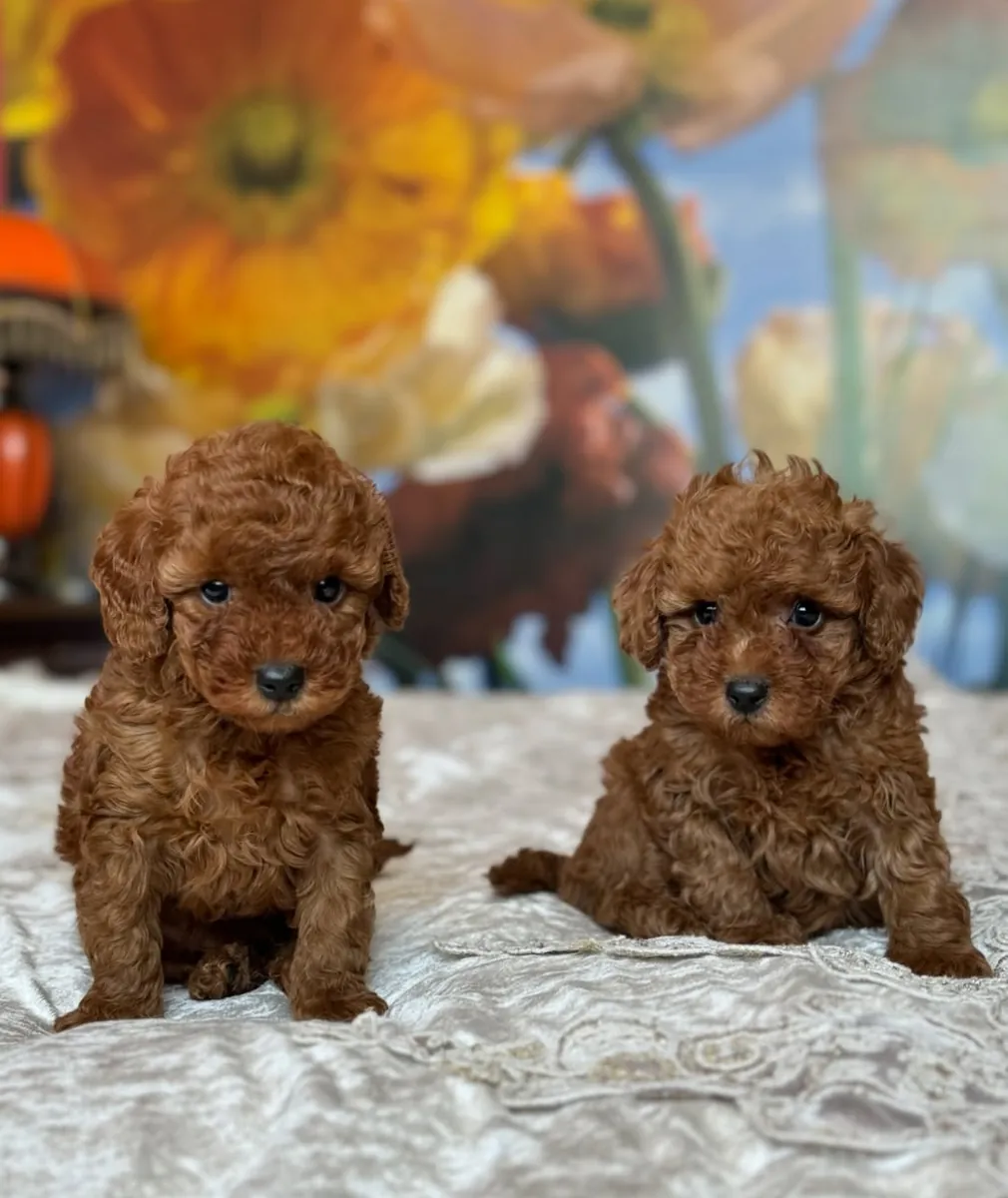 Poodle entrenado gratis