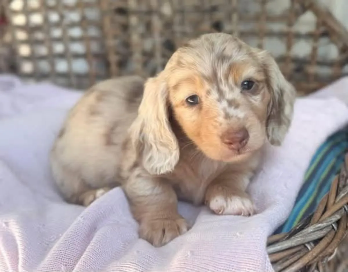 Akc Dachshund puppy 