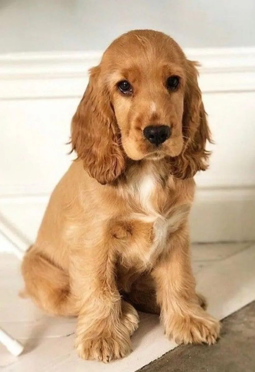 Akc Cocker puppy 