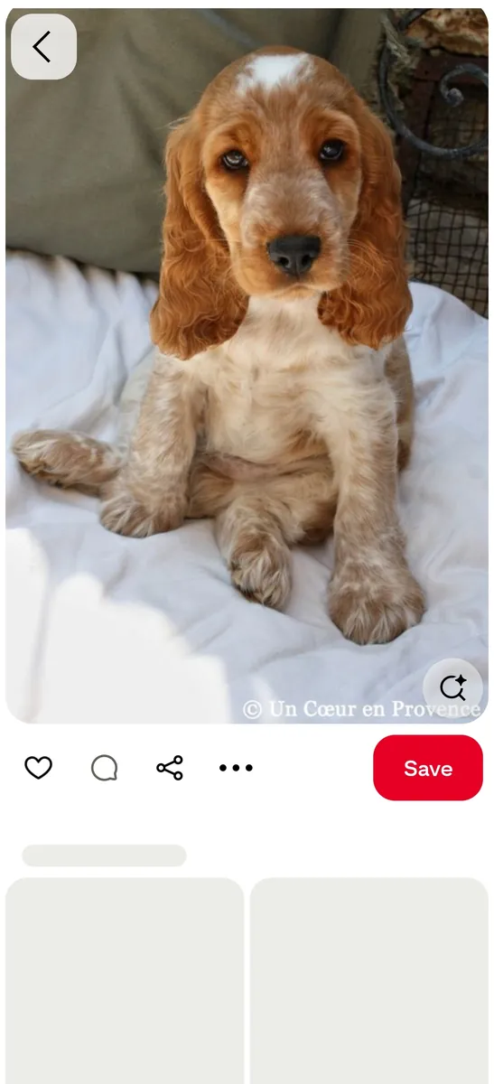 Akc Cocker puppy 