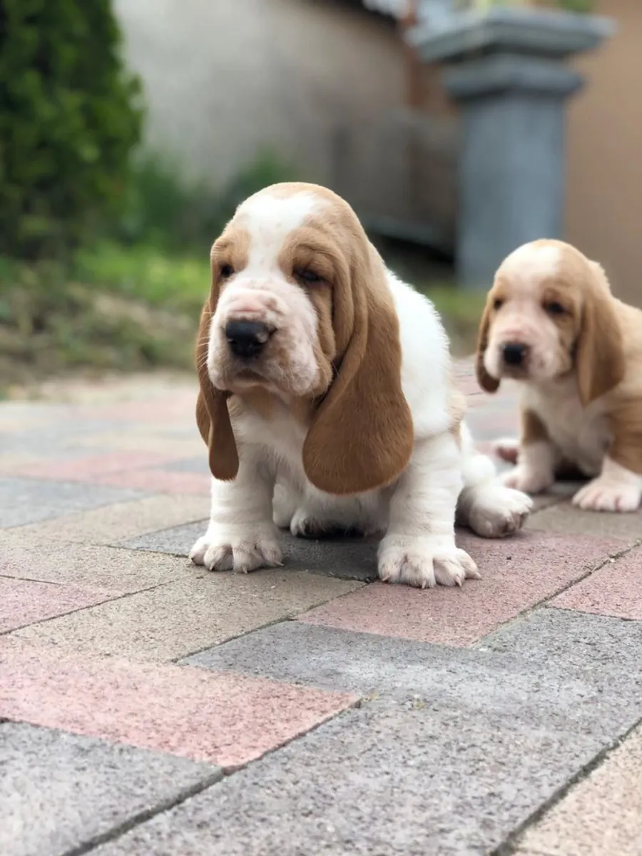 Cachorro basset hound AKC