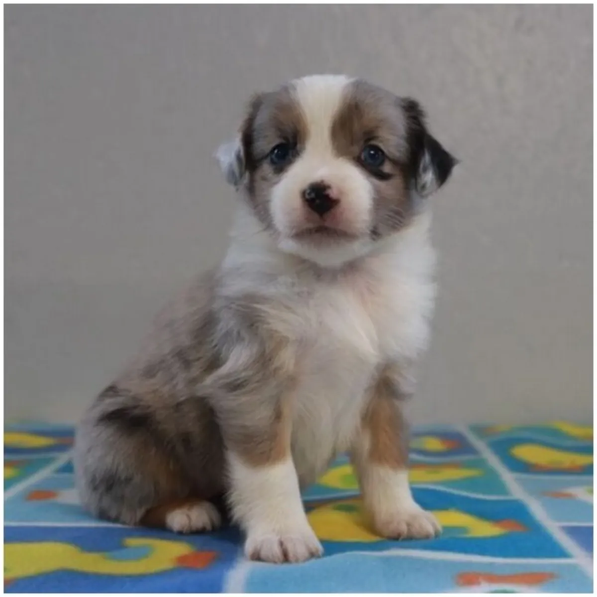 Cachorros de Pastor Australiano de pura raza masculino y femenino