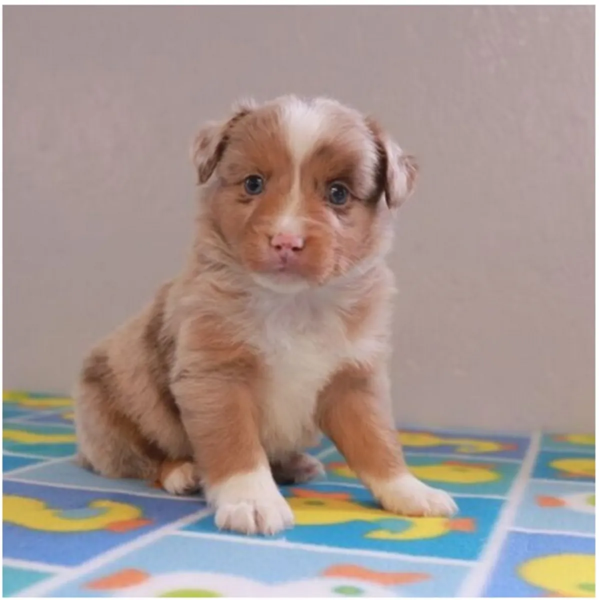 Cachorros de Pastor Australiano de pura raza masculino y femenino