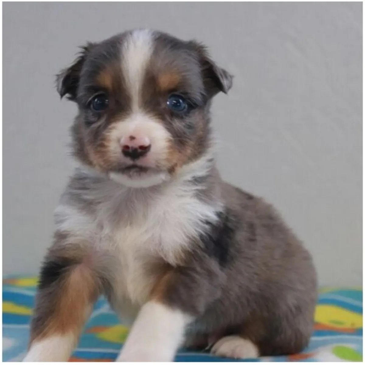 Cachorros de Pastor Australiano de pura raza masculino y femenino