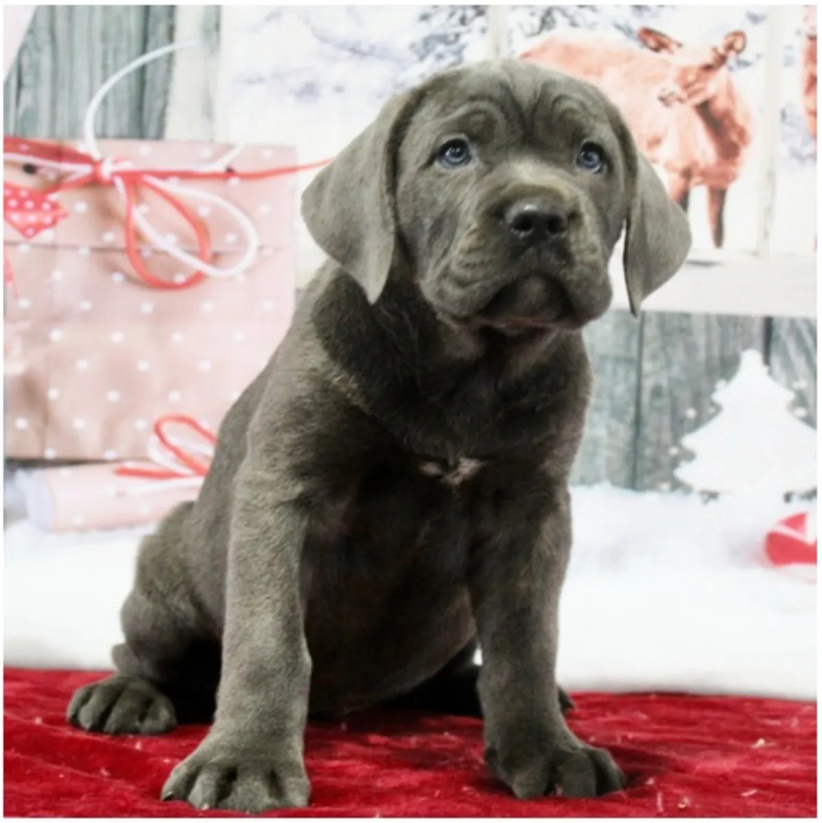 Щенки чистокровного Cane Corso.