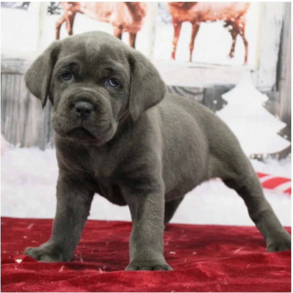 Щенки чистокровного Cane Corso.
