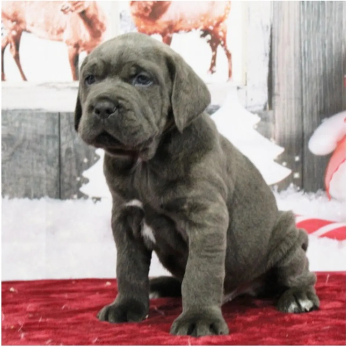 Щенки чистокровного Cane Corso.