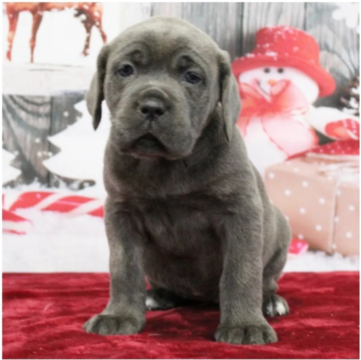 Щенки чистокровного Cane Corso.