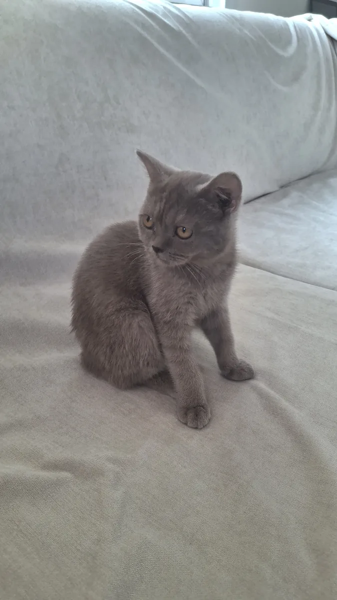 British shorthair sahiplendirme 