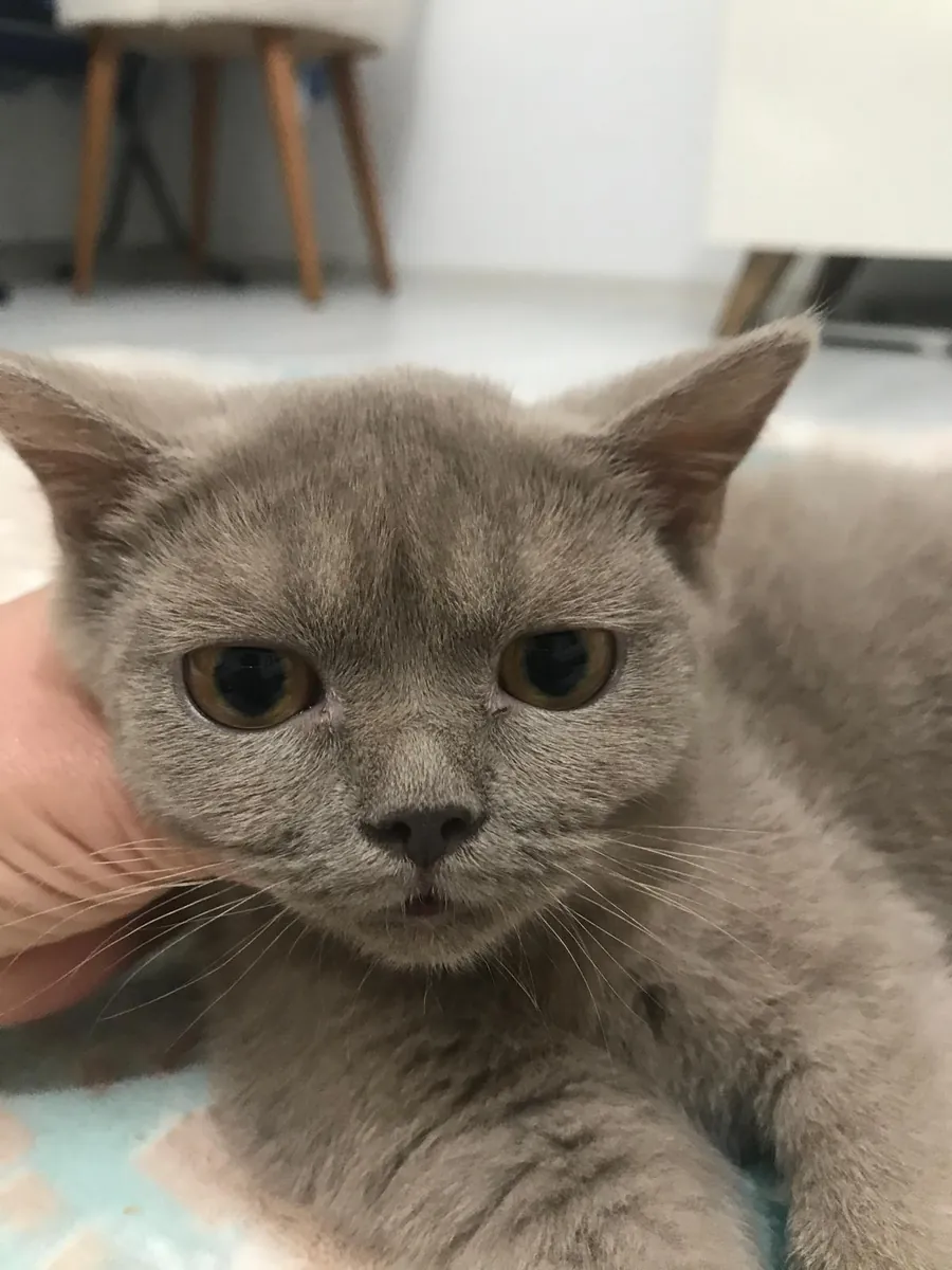 British shorthair sahiplendirme 