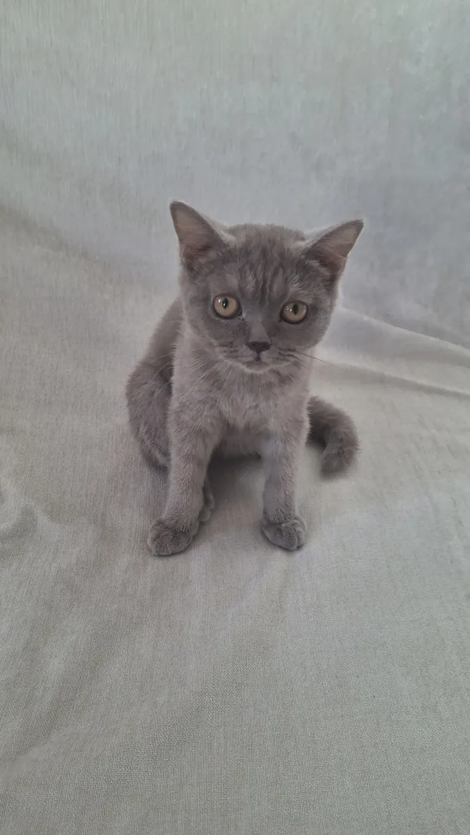 British shorthair sahiplendirme 