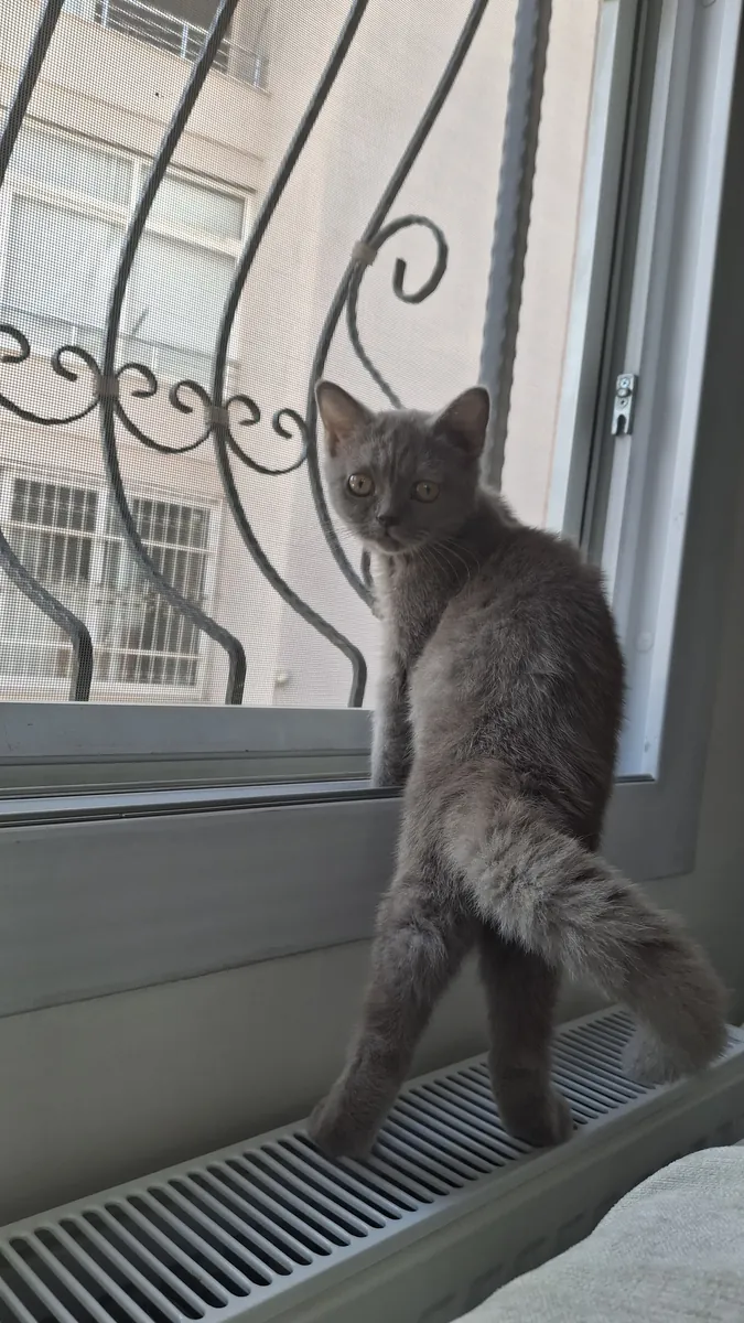 British shorthair sahiplendirme 
