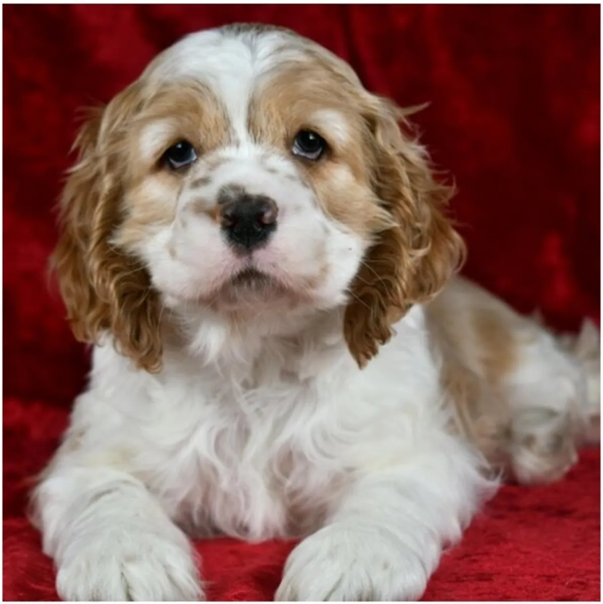 Щенки кocker spaniel чистокровные мужского и женского пола.