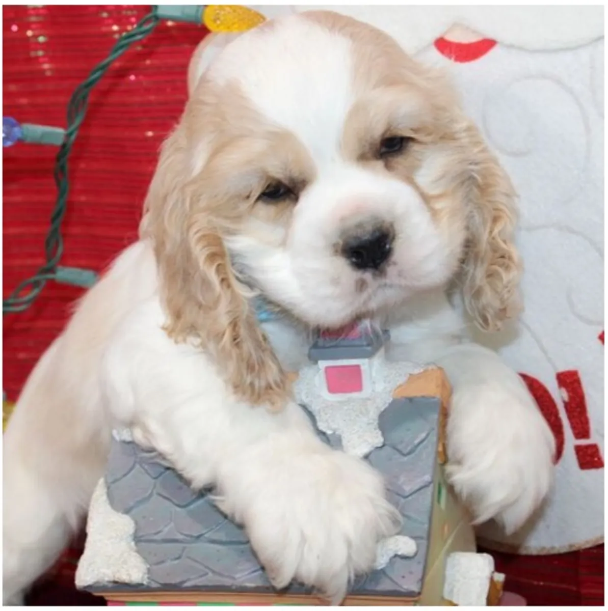 Щенки кocker spaniel чистокровные мужского и женского пола.