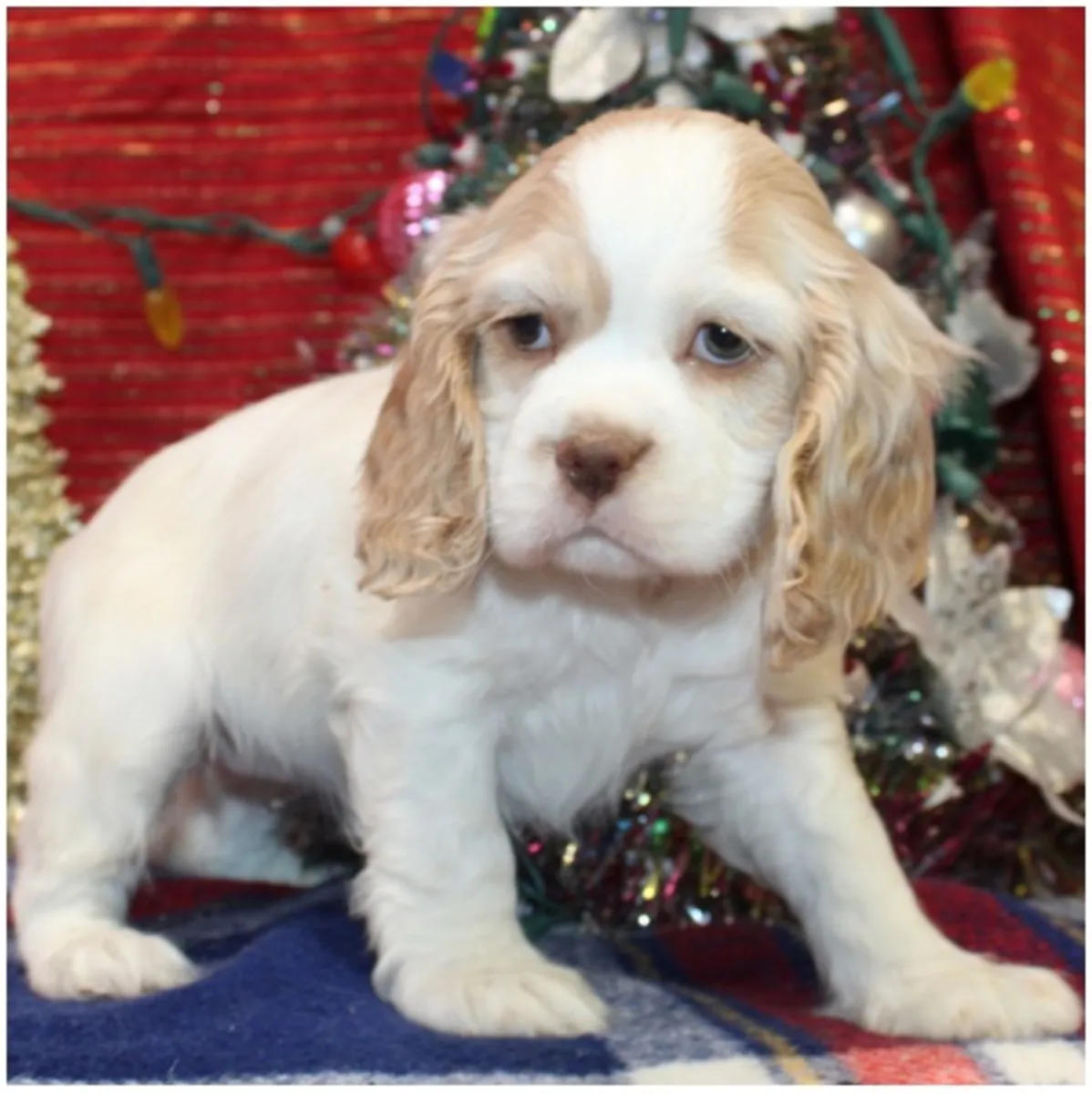Щенки кocker spaniel чистокровные мужского и женского пола.