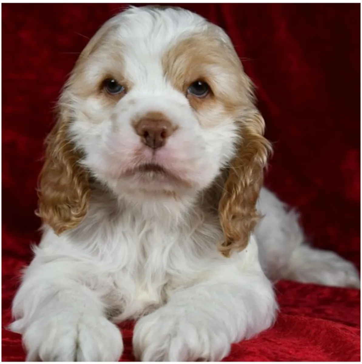 Щенки кocker spaniel чистокровные мужского и женского пола.