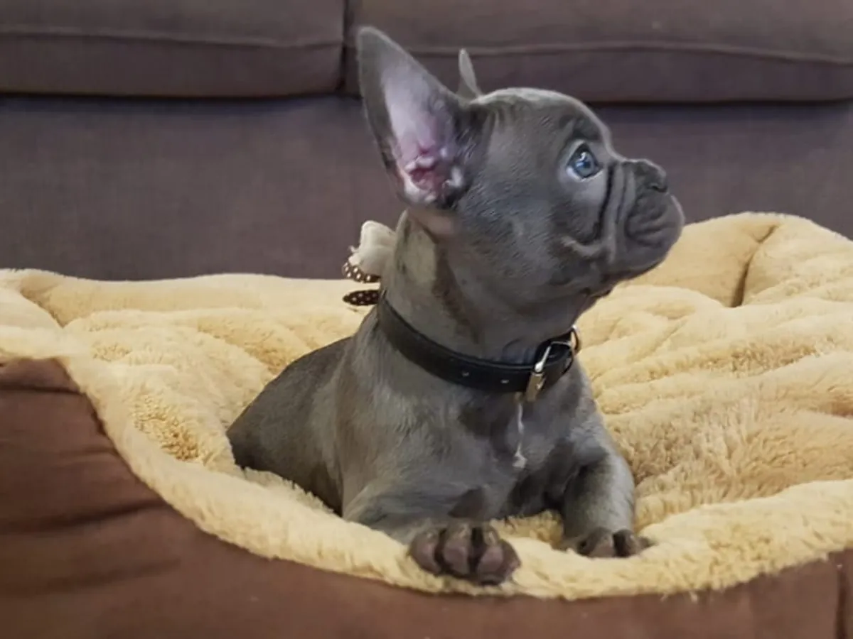Cachorros de Bulldog Francés de pura raza masculino y femenino.