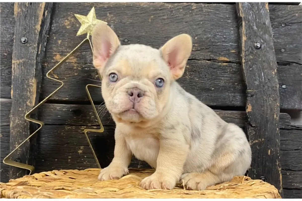Cachorros de Bulldog Francés de pura raza masculino y femenino.
