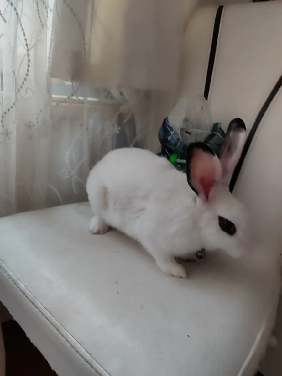 Un hogar disponible para adopción gratuita