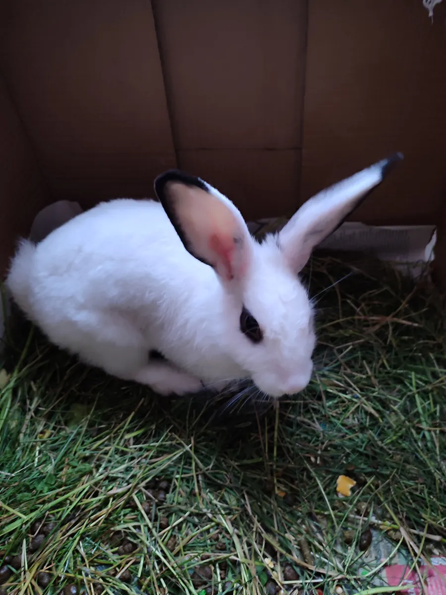 Un hogar disponible para adopción gratuita