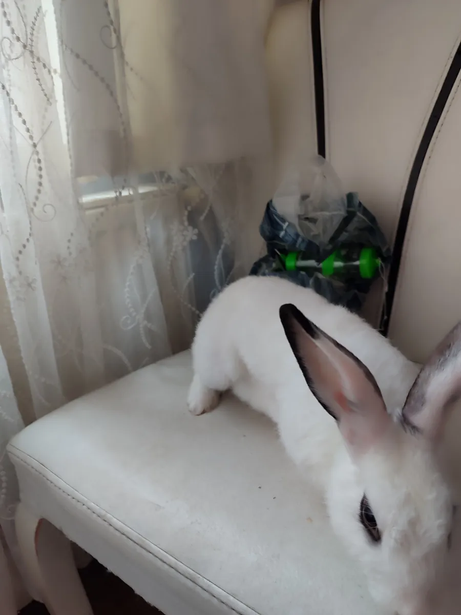 Un hogar disponible para adopción gratuita