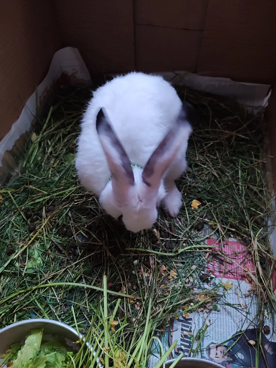 Un hogar disponible para adopción gratuita
