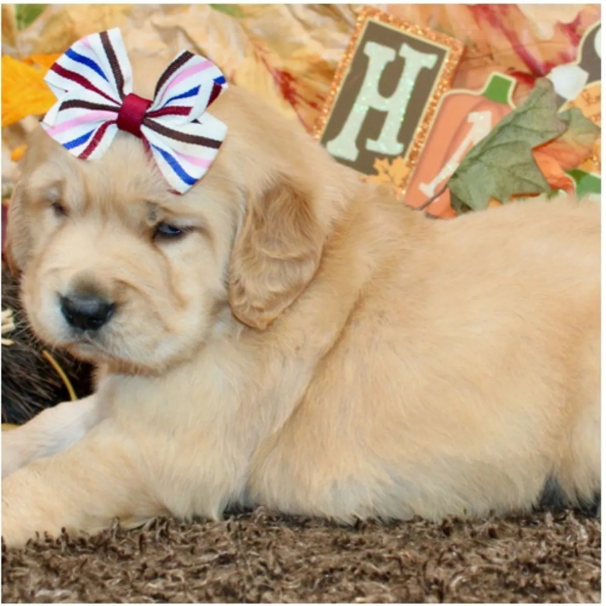 Cachorros de Golden Retriever de pura raza masculino y femenino.