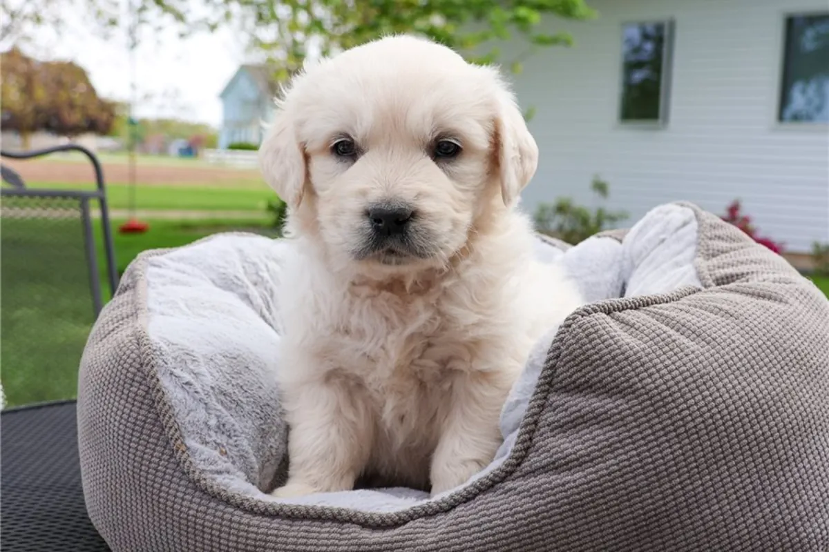 Cachorros de Golden Retriever de pura raza masculino y femenino.