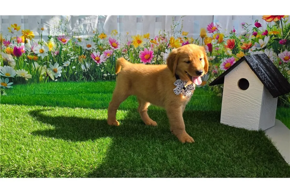 Cachorros de Golden Retriever de pura raza masculino y femenino.