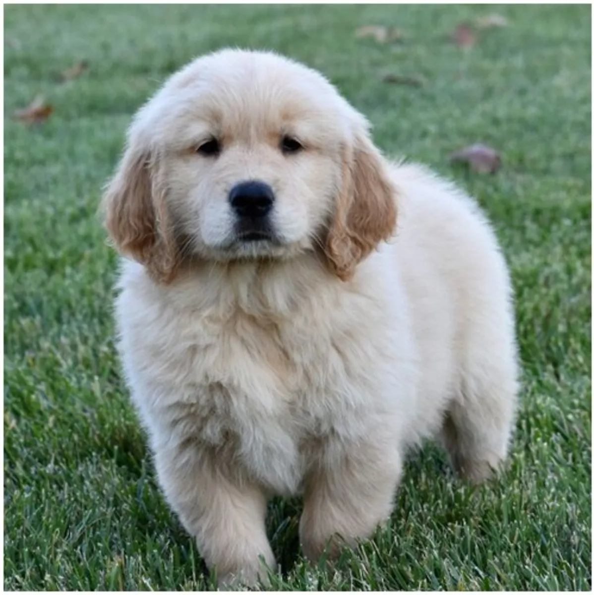 Cachorros de Golden Retriever de pura raza masculino y femenino.