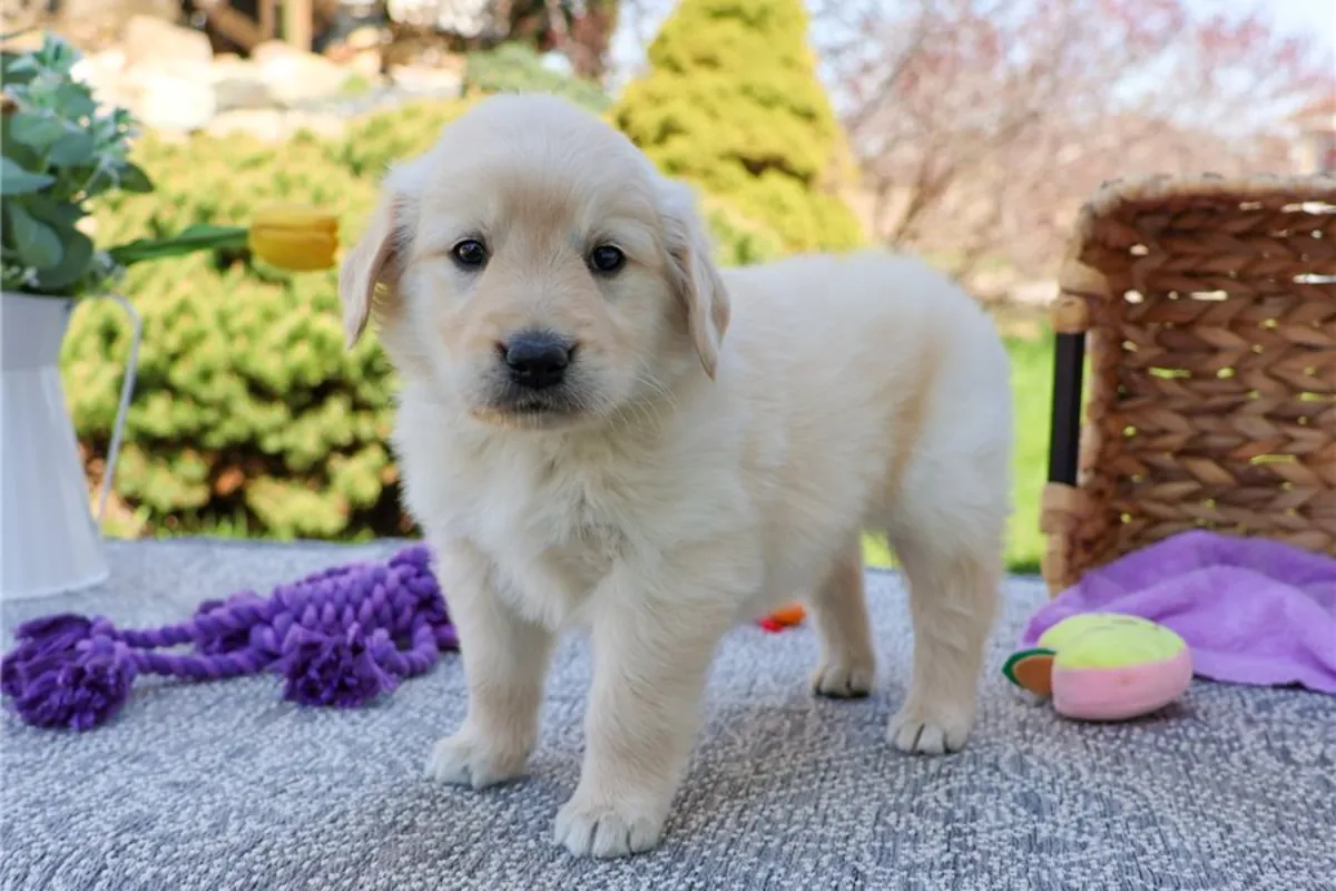 Cachorros de Golden Retriever de pura raza masculino y femenino.
