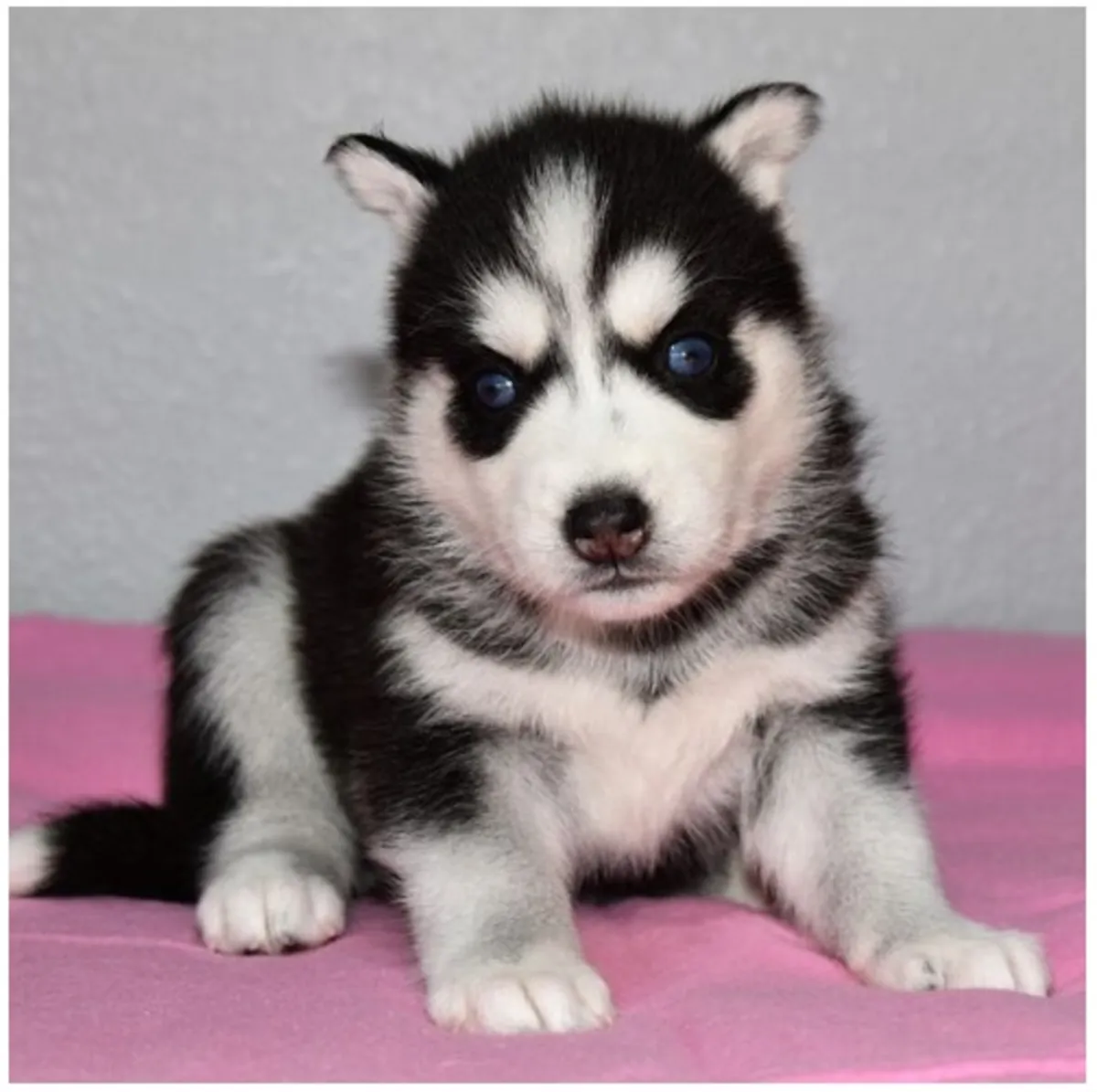 Cachorros de Husky Siberiano de pura raza masculino y femenino.