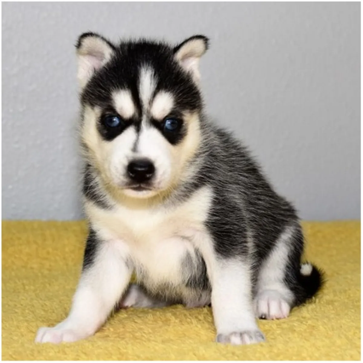 Cachorros de Husky Siberiano de pura raza masculino y femenino.