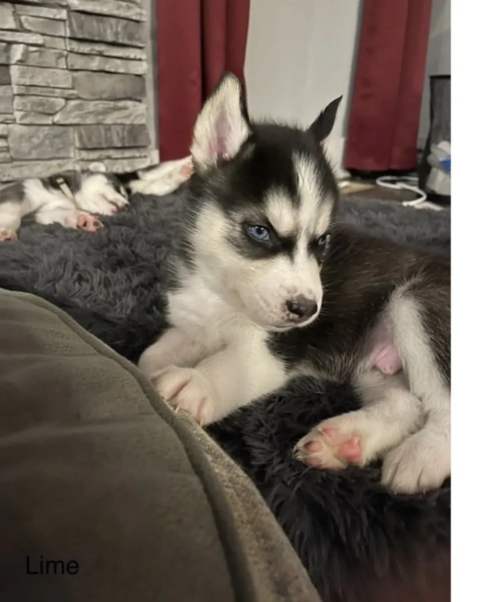 Cachorros de Husky Siberiano de pura raza masculino y femenino.