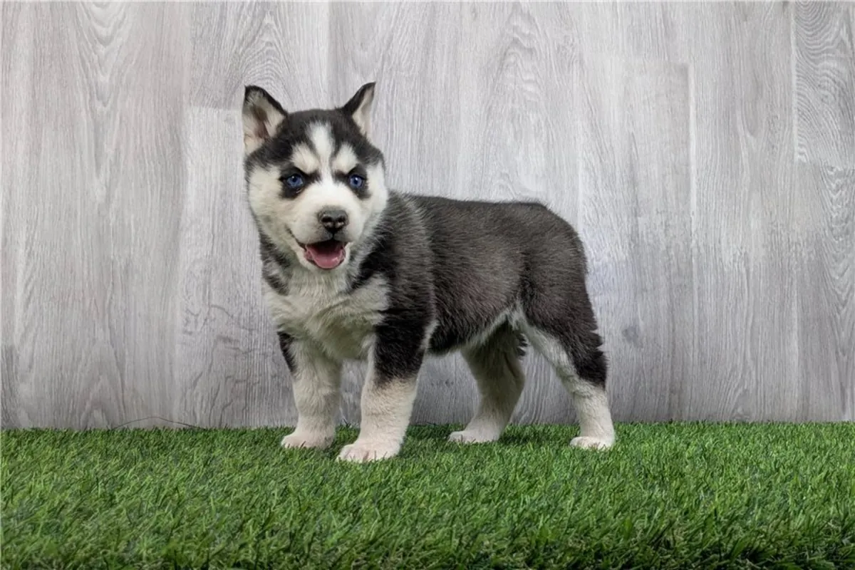 Cachorros de Husky Siberiano de pura raza masculino y femenino.