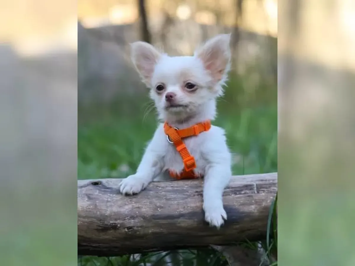 在CKC注册的吉娃娃幼犬 联系我 (vanessamy922 @ g mail.com)