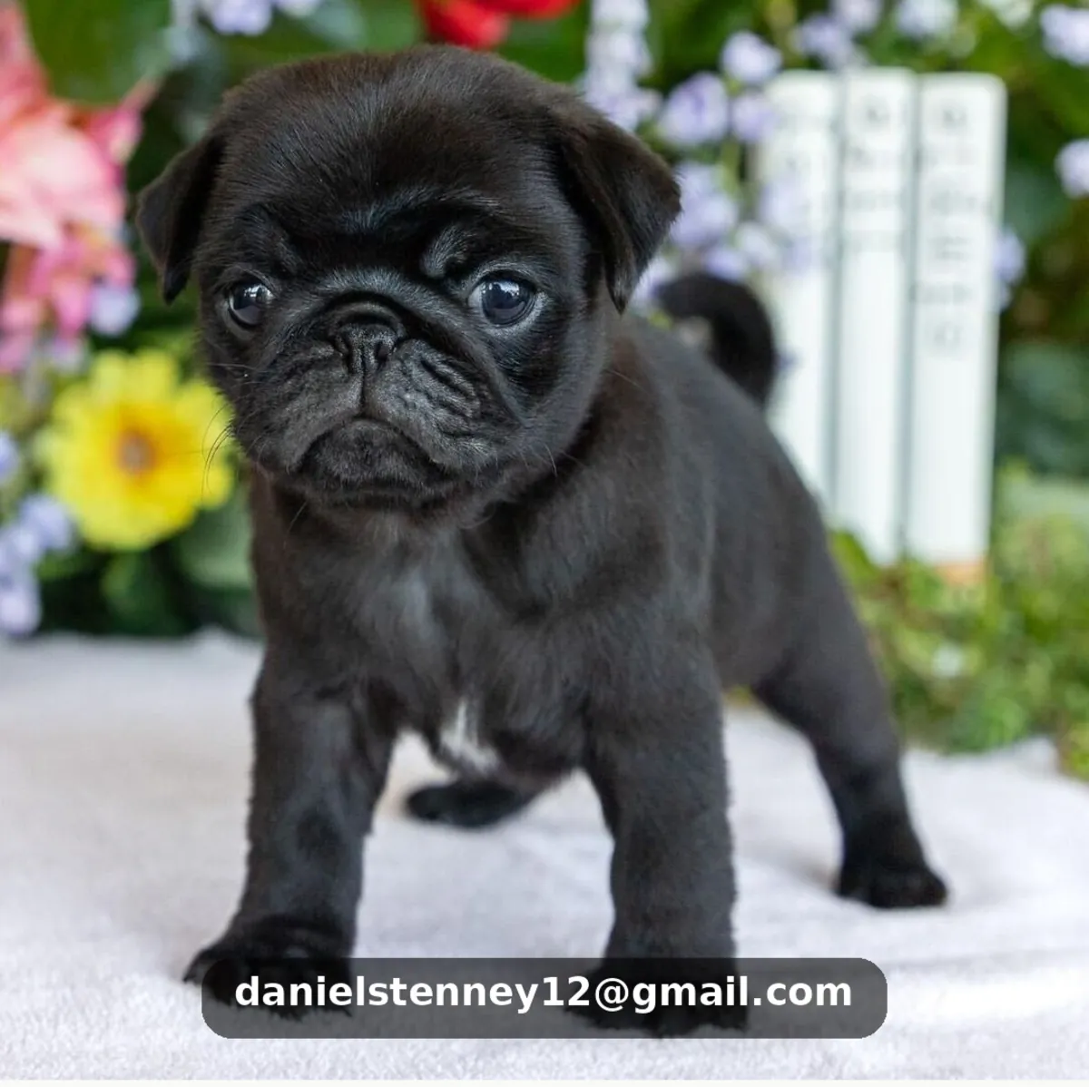 Pug Puppies Available