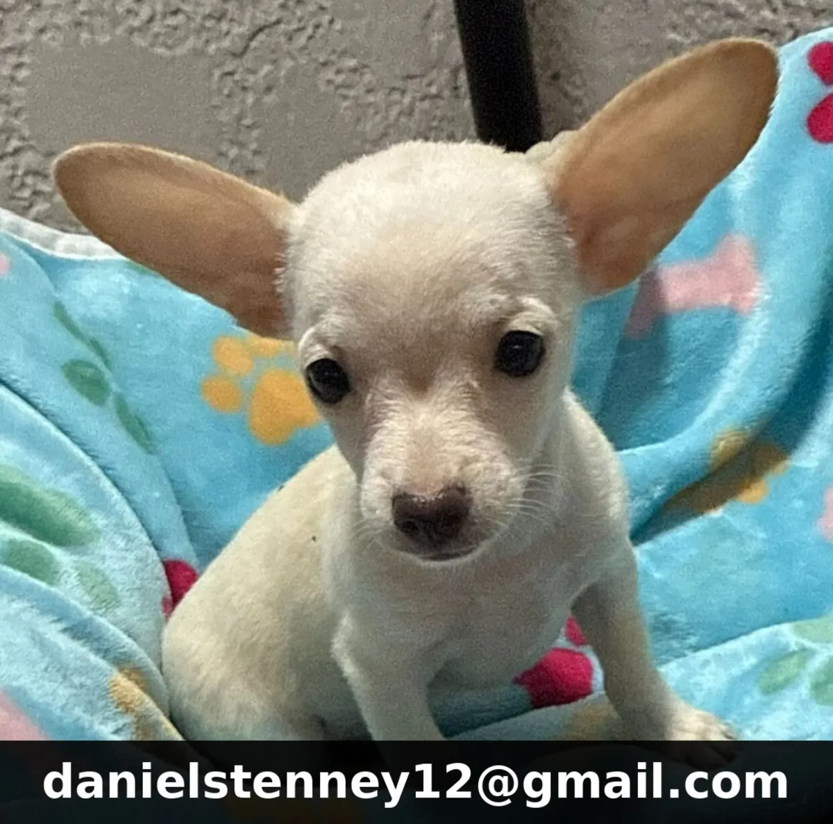 Chihuahua Puppies