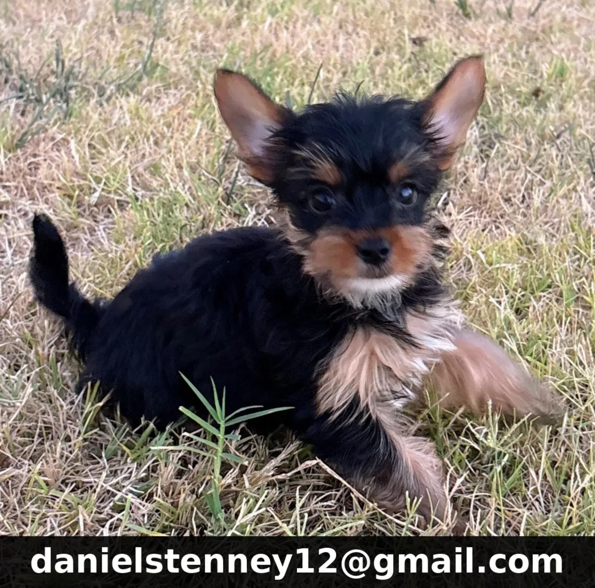 Yorkshire Terrier Puppy