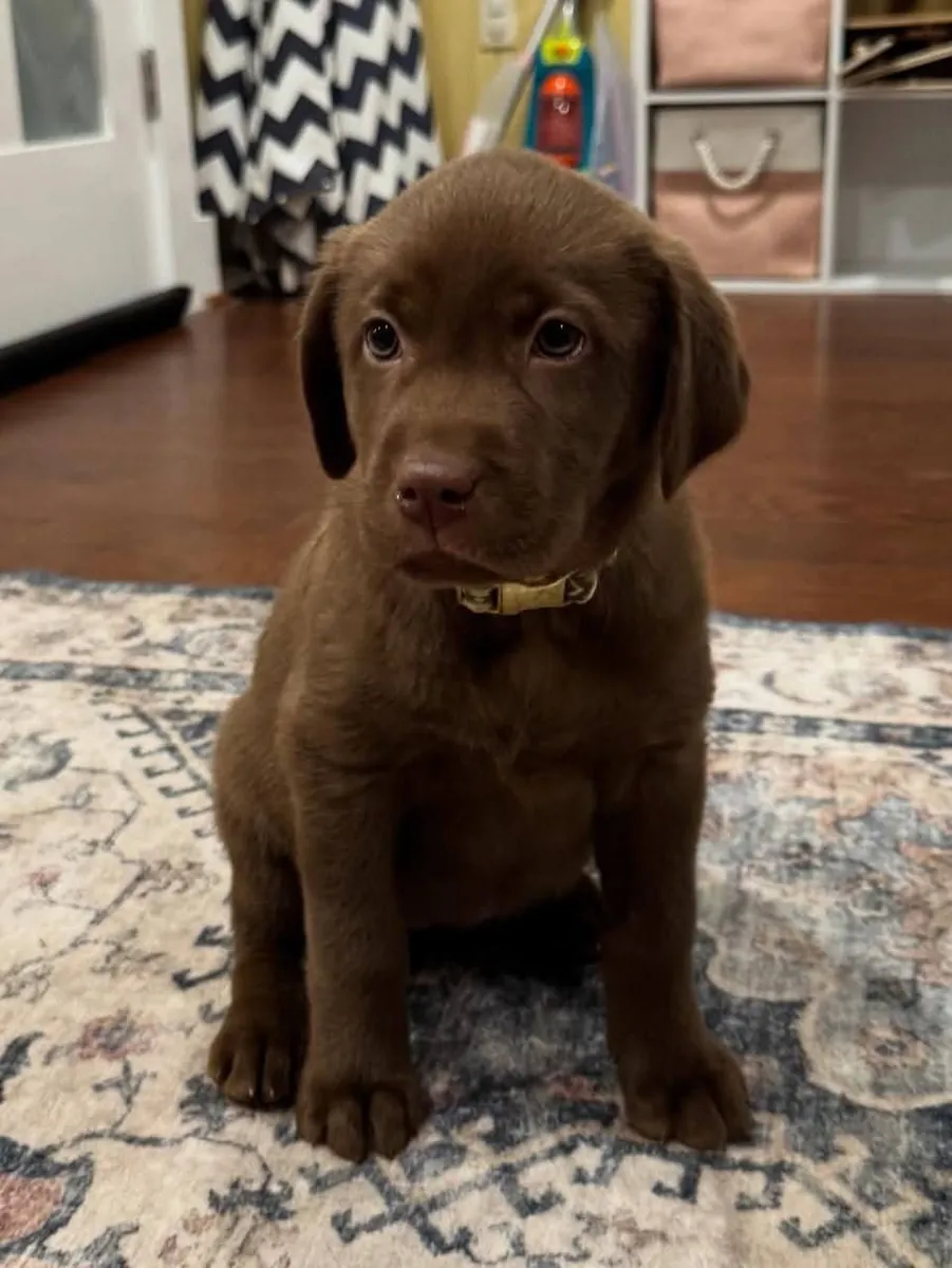 Лабрадор-ретривер готов к усыновлению и передаче в новые руки