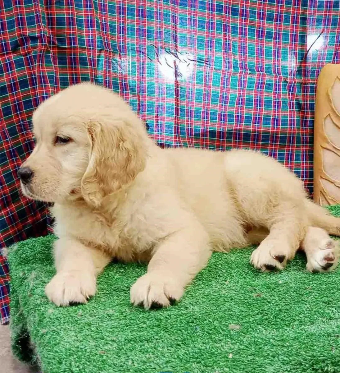 Golden Retriever Hembra 6351 *Listo*