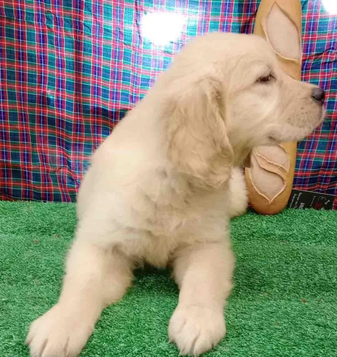 Golden Retriever Hembra 6351 *Listo*