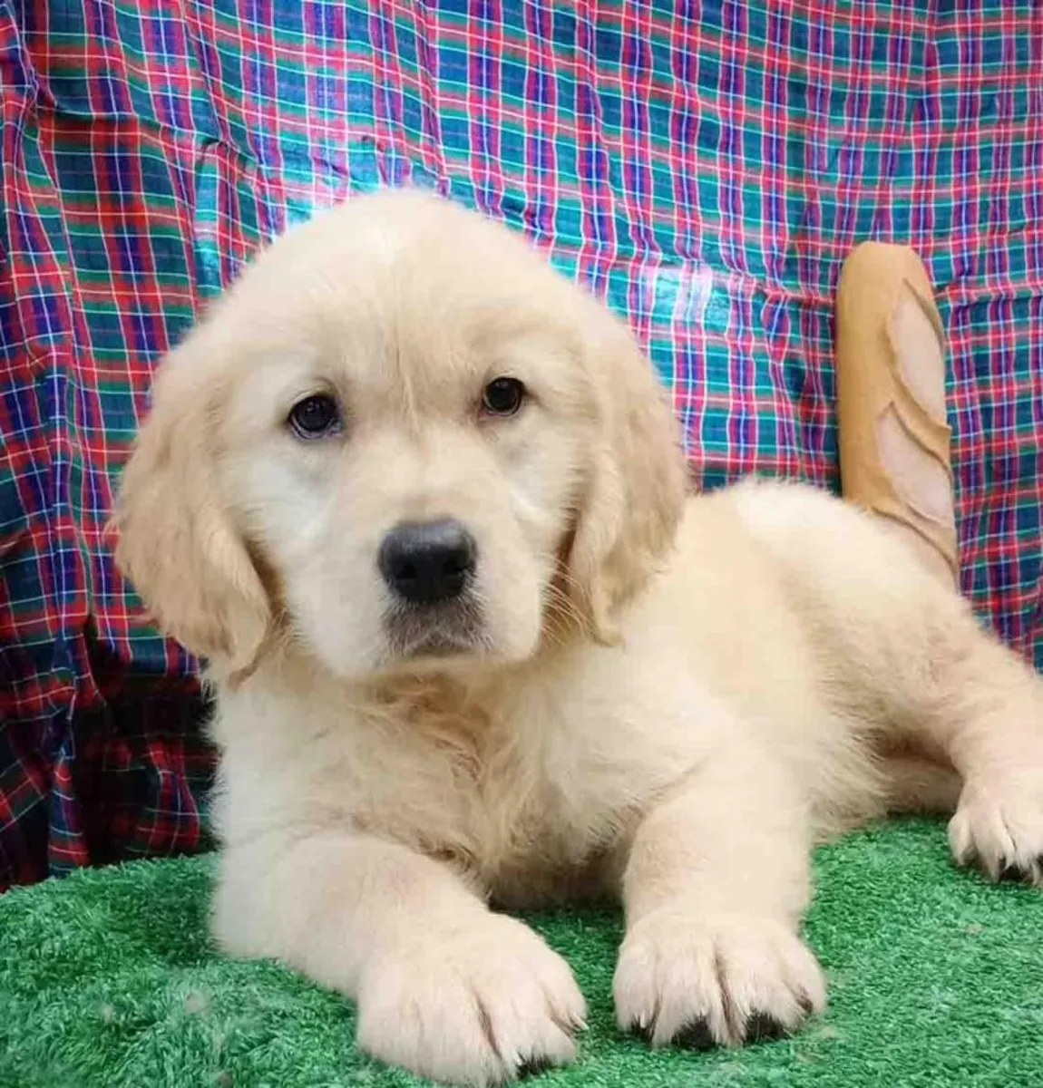 Golden Retriever Hembra 6351 *Listo*