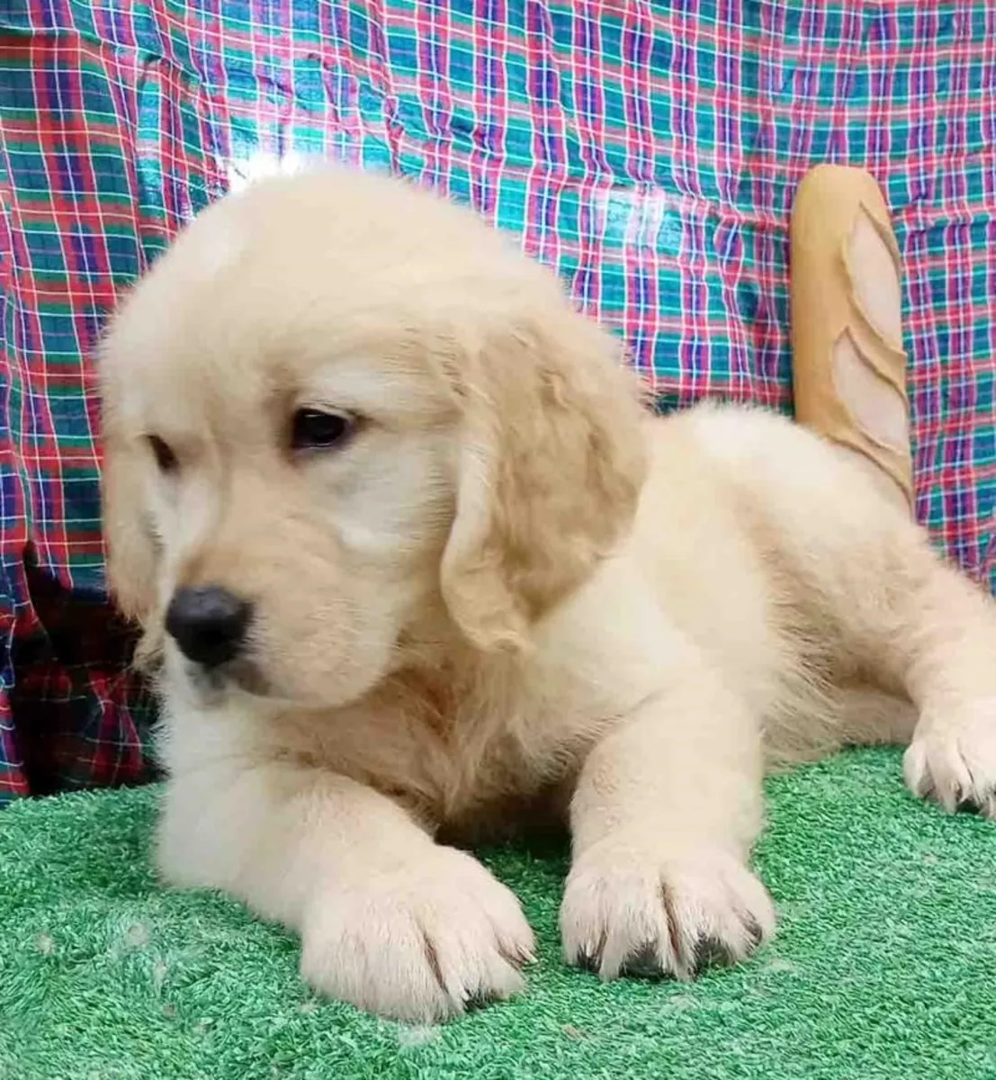 Golden Retriever Hembra 6351 *Listo*