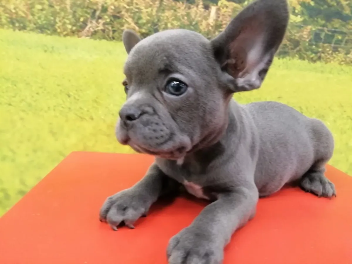 蓝色公法国斗牛犬幼犬 4389 ****
