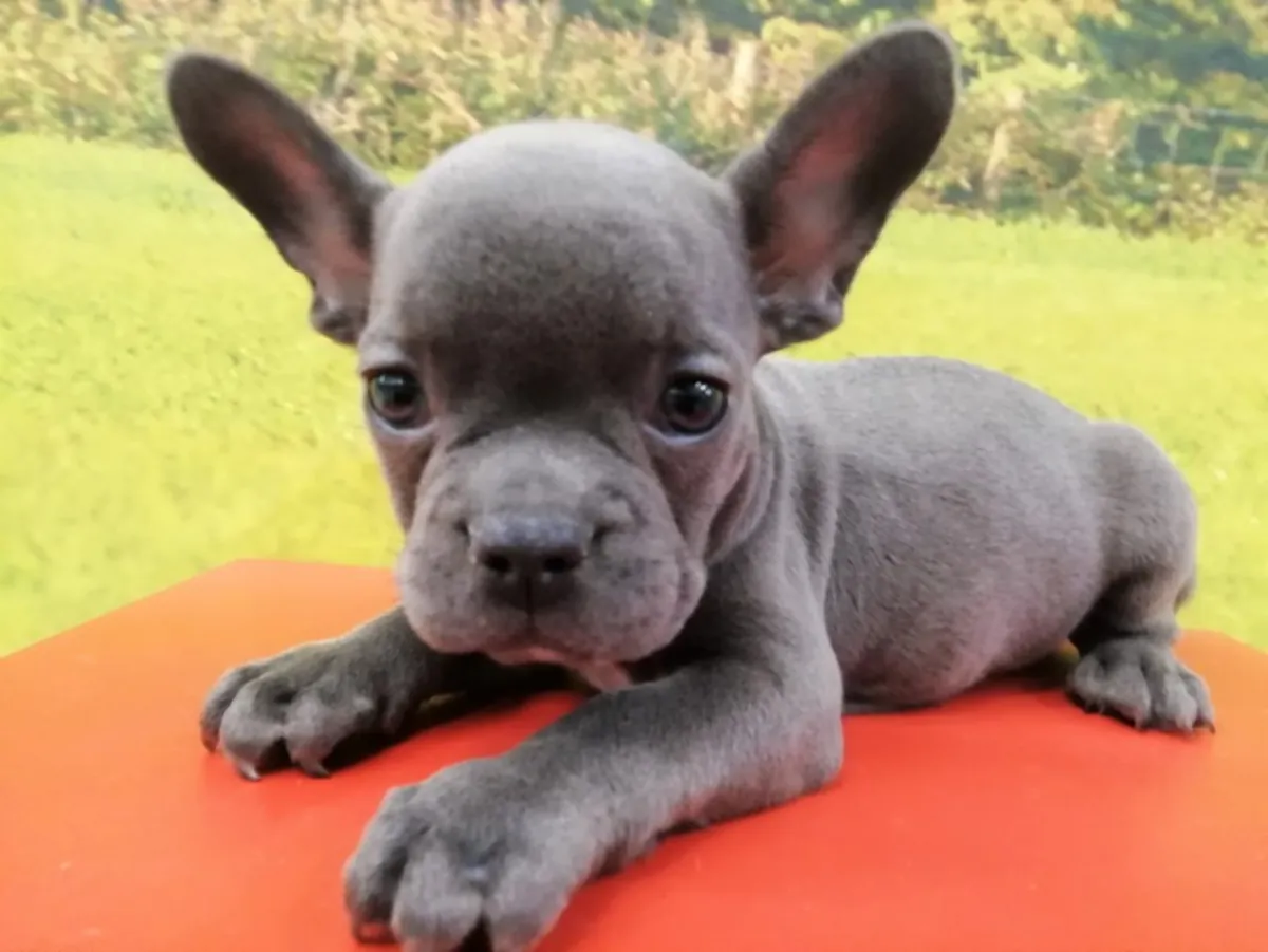 蓝色公法国斗牛犬幼犬 4389 ****