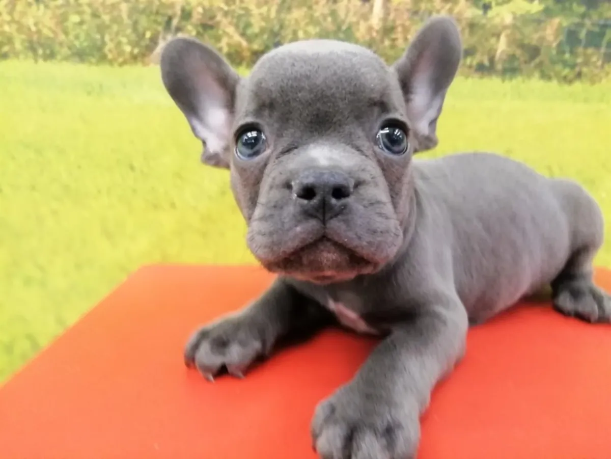 蓝色公法国斗牛犬幼犬 4389 ****