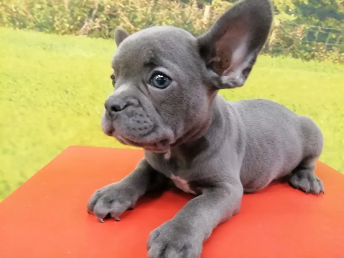 蓝色公法国斗牛犬幼犬 4389 ****
