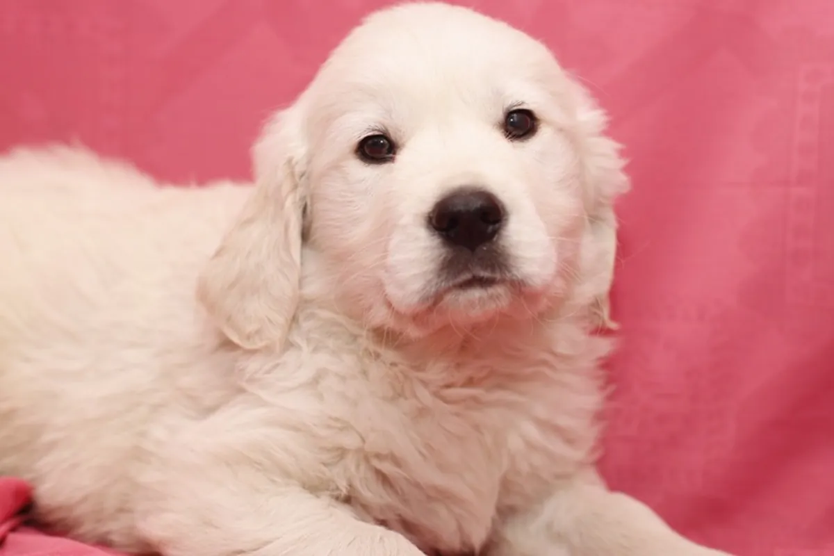 **** Golden Retriever - Dorado - Macho - 1248463