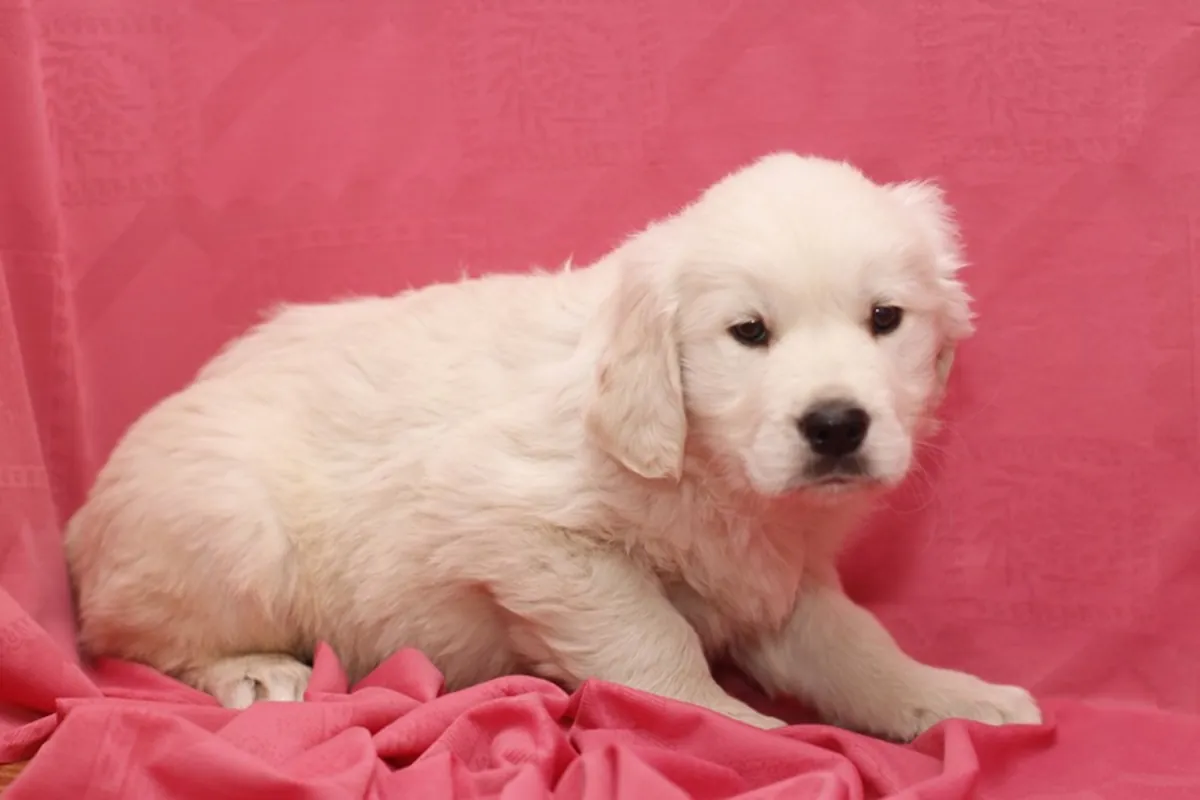 **** Golden Retriever - Dorado - Macho - 1248463